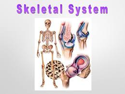 Rebuild Your Body 2016 - Skeletal System