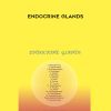 [Download Now] Sound Healing Center – Endocrine Glands