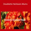 Amity Katharine Libby - Doublette Heirloom Mums